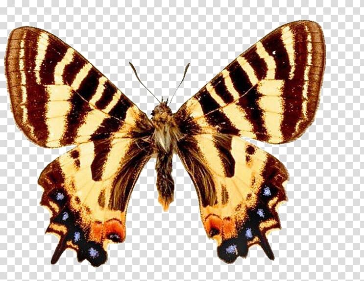Butterfly Luehdorfia Bilateria Protographium marcellus Axial symmetry, butterfly transparent background PNG clipart