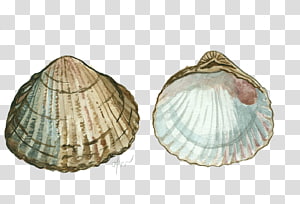 Cerastoderma edule Baltic macoma Veneroida Tellins Sea, sea transparent background PNG clipart thumbnail