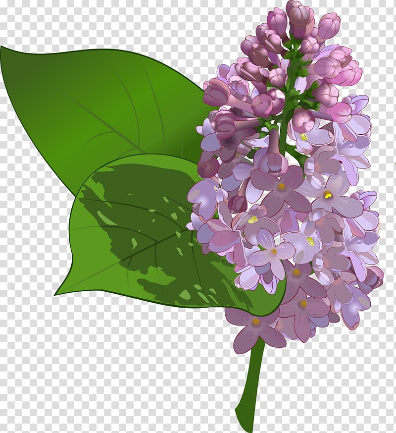 Common lilac Flower , lilac transparent background PNG clipart