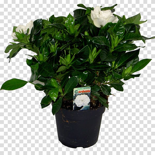 Cape jasmine Houseplant Garden Flowerpot, plant transparent background PNG clipart