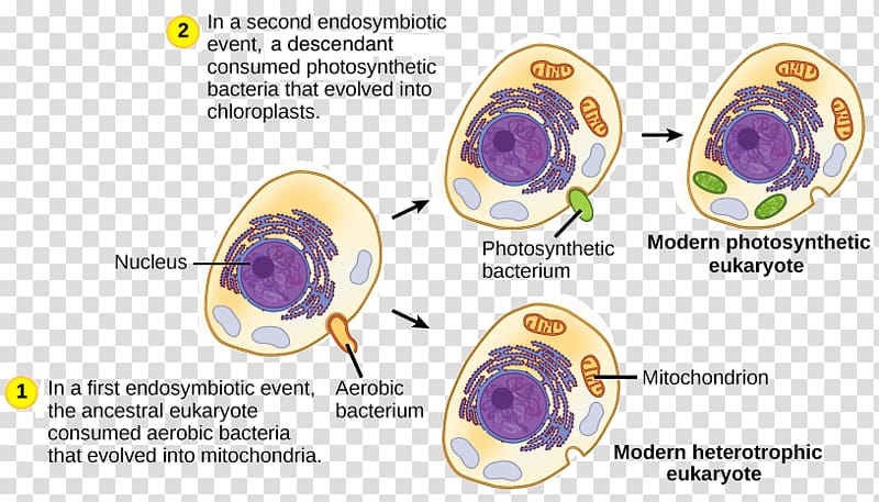 Cell Prokaryote Chloroplast Eukaryote Mitochondrion, others transparent background PNG clipart