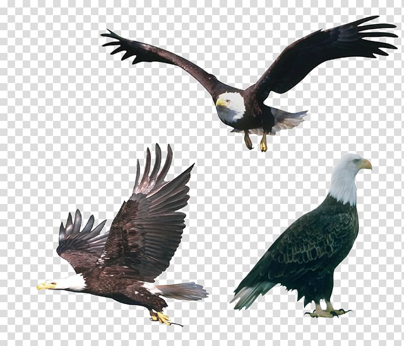 Bird Euclidean , Eagle fly transparent background PNG clipart