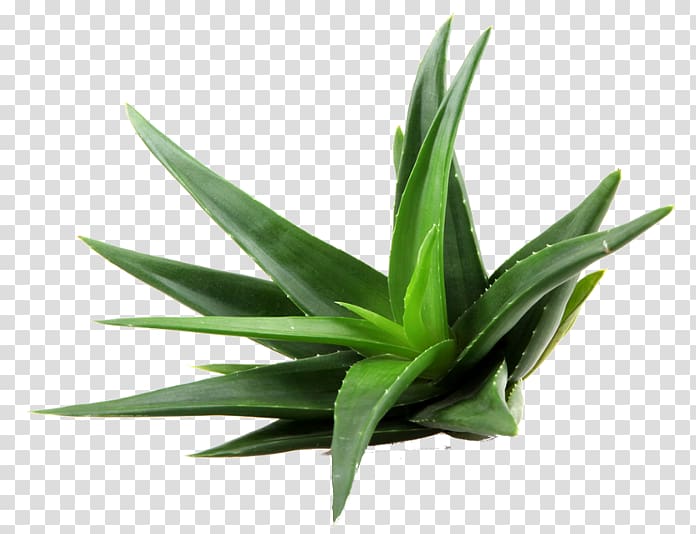 aloe vera plant, Dietary supplement Aloe vera Aloin Extract, Aloe transparent background PNG clipart