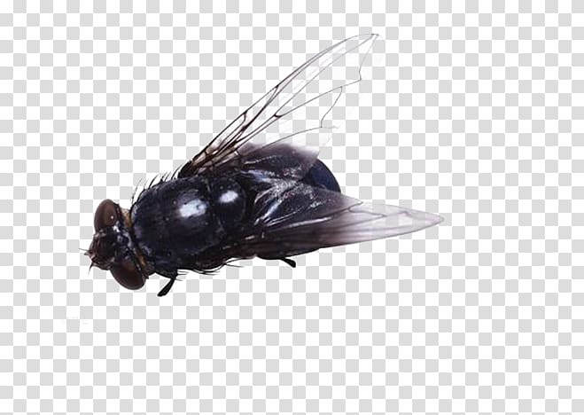 Insect Fly , Free to pull the material flies transparent background PNG clipart