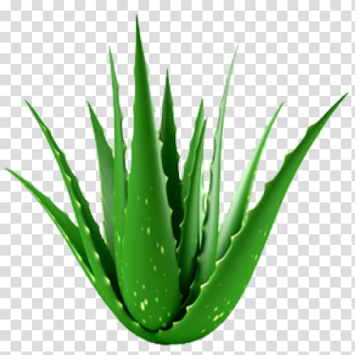 Aloe vera Succulent plant Houseplant Medicinal plants, aloe transparent background PNG clipart