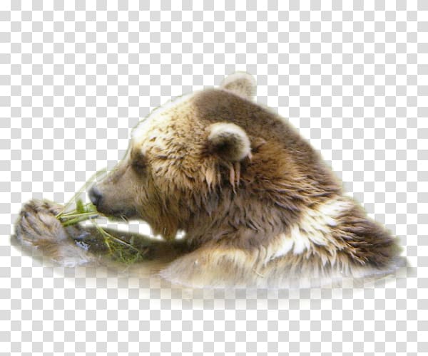 Grizzly bear Fur Alaska Peninsula brown bear Terrestrial animal, bear transparent background PNG clipart
