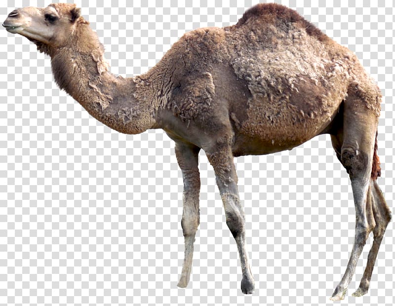 Camel transparent background PNG clipart