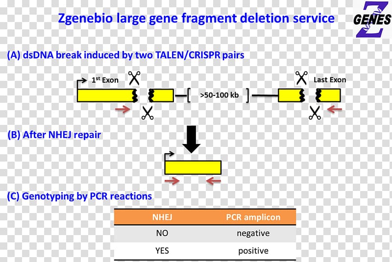 Gene knockout Web page Transcription activator-like effector nuclease, Total Nonstop Deletion transparent background PNG clipart