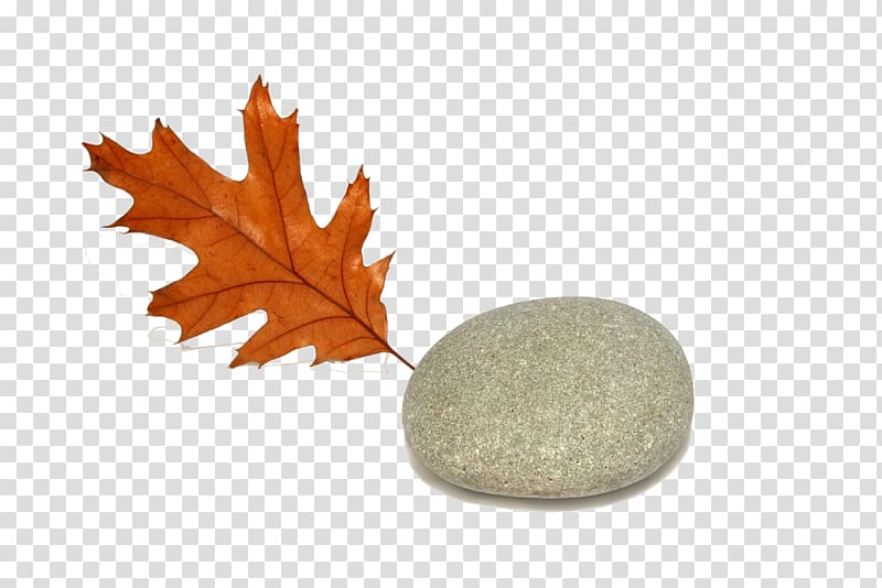 Sebastopol Autumn leaf color Oak, Stone Art transparent background PNG clipart