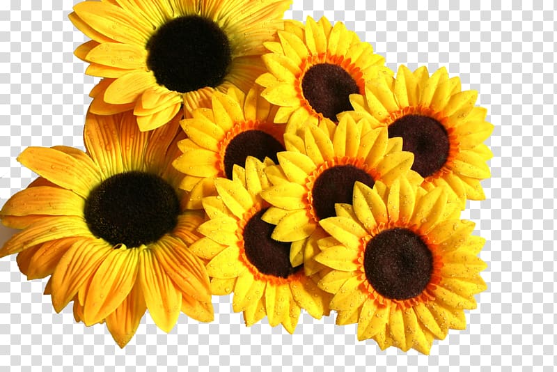 Vase with Three Sunflowers Paper Common sunflower, Sunflower transparent background PNG clipart