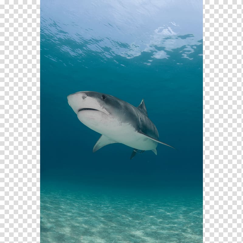 Tiger shark Great white shark Canvas print Printing, seabed shark transparent background PNG clipart