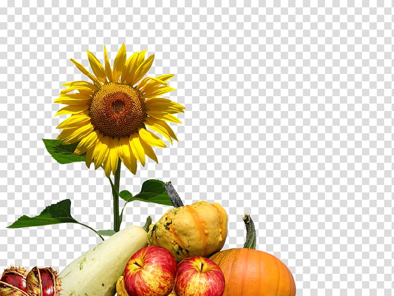 Common sunflower Autumn Floral design, flower transparent background PNG clipart