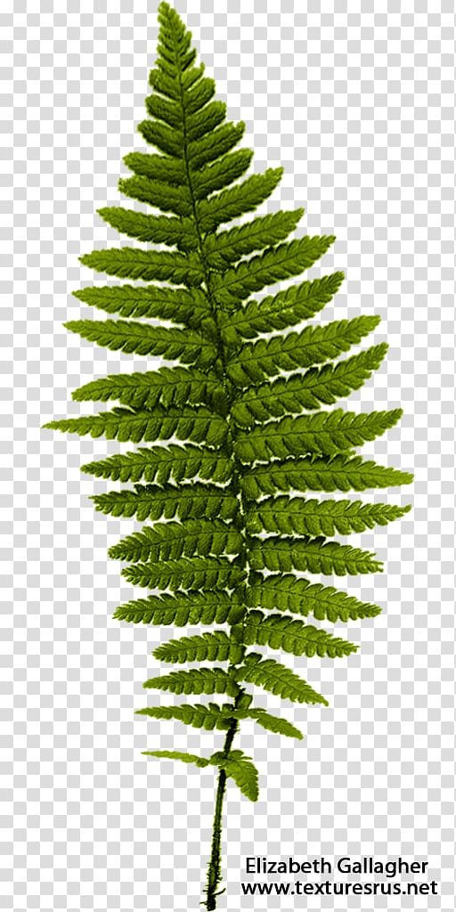 green leaf illustration, Fern Leaf Frond, File Ferns transparent background PNG clipart