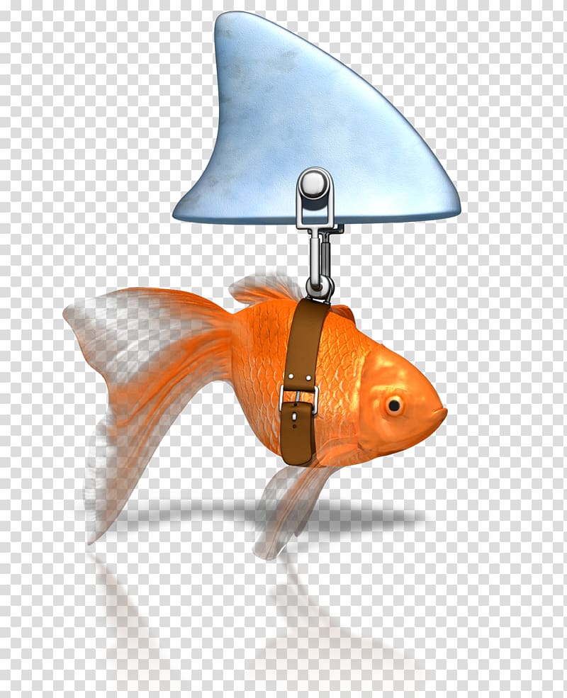 gold fish, Shark fin soup Goldfish Shark finning , goldfish transparent background PNG clipart