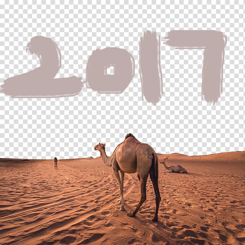 Dromedary Sahara Gobi Desert Erg, Desert camel avoid drawing material transparent background PNG clipart