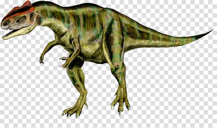 Tyrannosaurus Allosaurus Torvosaurus Acrocanthosaurus Theropods, Allosaurus transparent background PNG clipart
