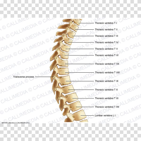 Thoracic vertebrae Human vertebral column Bone Rachis, others transparent background PNG clipart