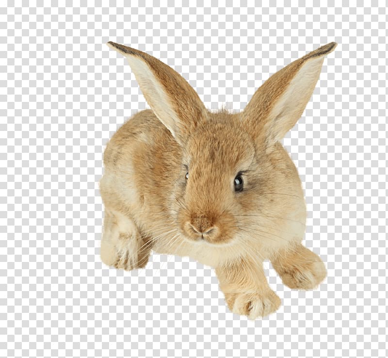 Easter Bunny Hare Cottontail rabbit Domestic rabbit Baby Bunnies, Yellow bunny transparent background PNG clipart