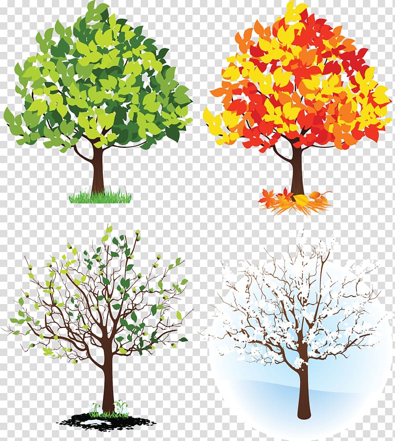 Four Seasons Hotels and Resorts Tree , orange tree transparent background PNG clipart
