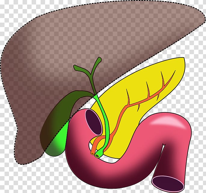 Bile duct Wikimedia Commons Organ, others transparent background PNG clipart