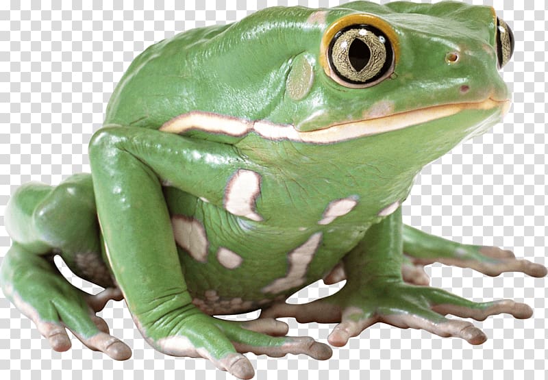 green frog illustration, Side View Green Frog transparent background PNG clipart