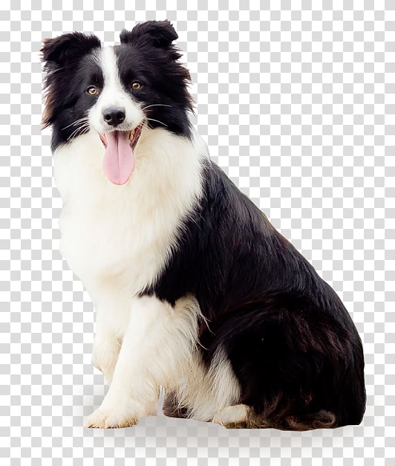 Border Collie Australian Shepherd Miniature American Shepherd Rough Collie Dog Breed Border Collie Braun Transparent Background Png Clipart Hiclipart