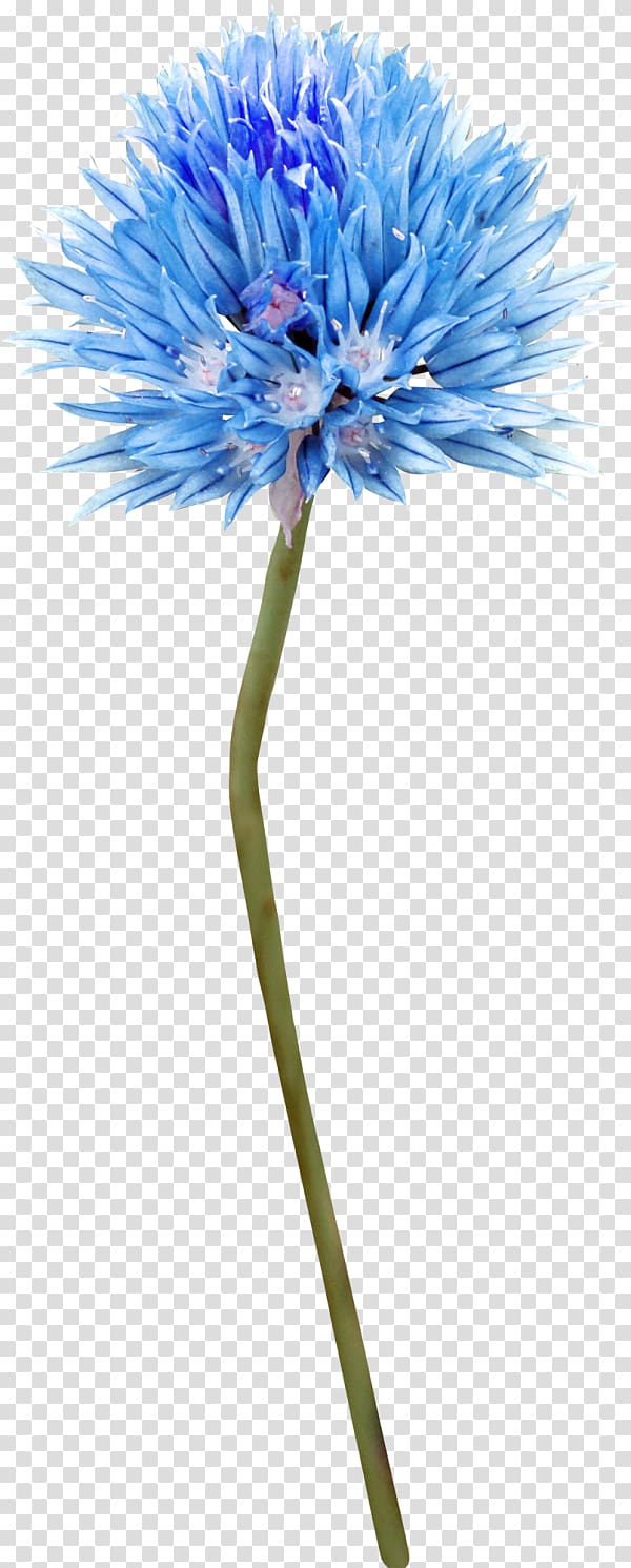 Cut flowers Blue Tattoo Plant stem, floral transparent background PNG clipart