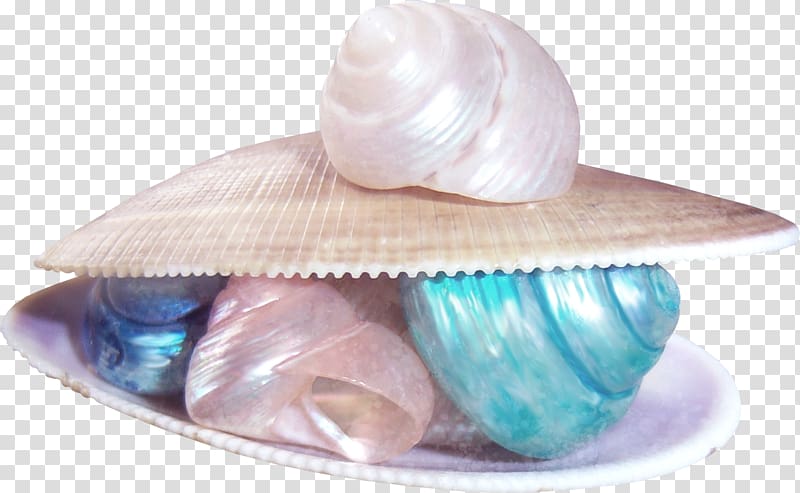 Beach of La Concha Sandy Beach Seashell, Conch shells and color transparent background PNG clipart