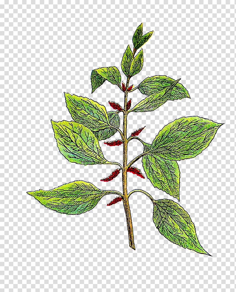 Botany Botanical garden Herb , Vintage Herb transparent background PNG clipart
