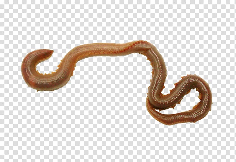 Worm Annelid Body Jewellery, worms transparent background PNG clipart