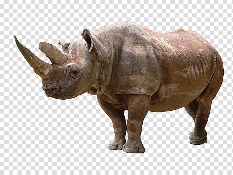Rhinoceros Icon, Rhino material transparent background PNG clipart