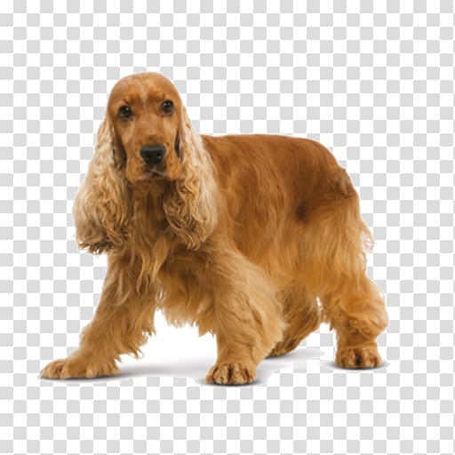 English Cocker Spaniel American Cocker Spaniel English Springer Spaniel Welsh Springer Spaniel, puppy transparent background PNG clipart