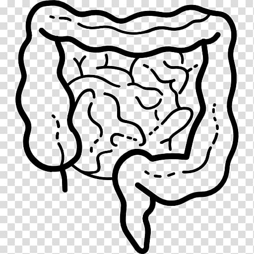 Gastrointestinal tract Computer Icons Large intestine Small intestine Organ, others transparent background PNG clipart
