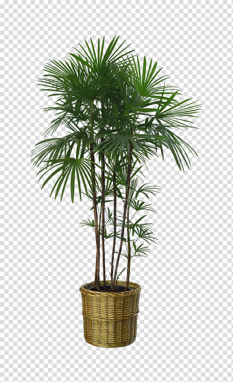 green leaf plant on brown wicker pot, Flowerpot Houseplant Garden, Potted palm trees transparent background PNG clipart