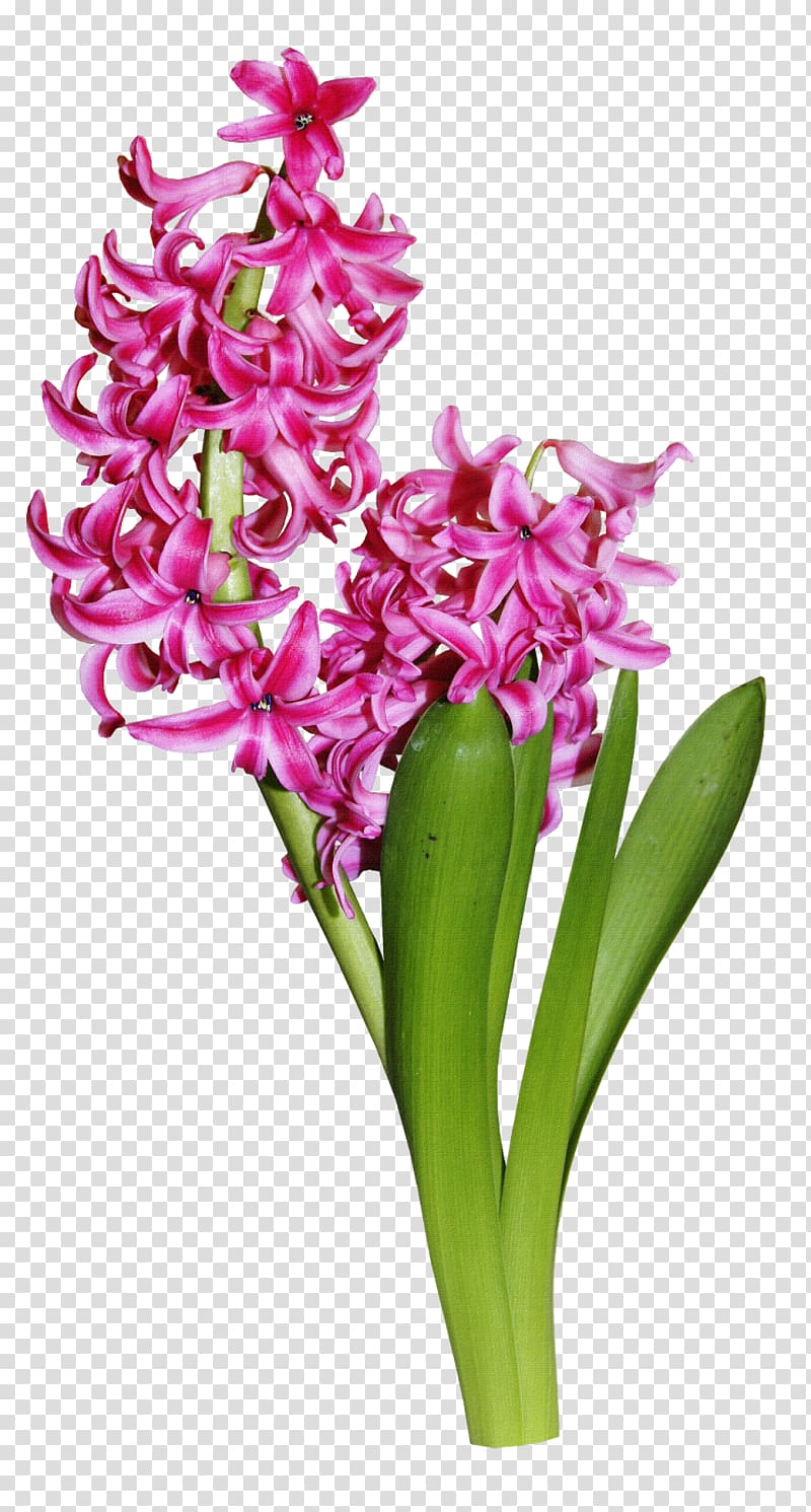 Hyacinth , flower transparent background PNG clipart