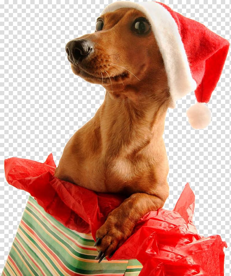 Dachshund Santa Claus Pug Puppy Christmas Day, santa claus transparent background PNG clipart