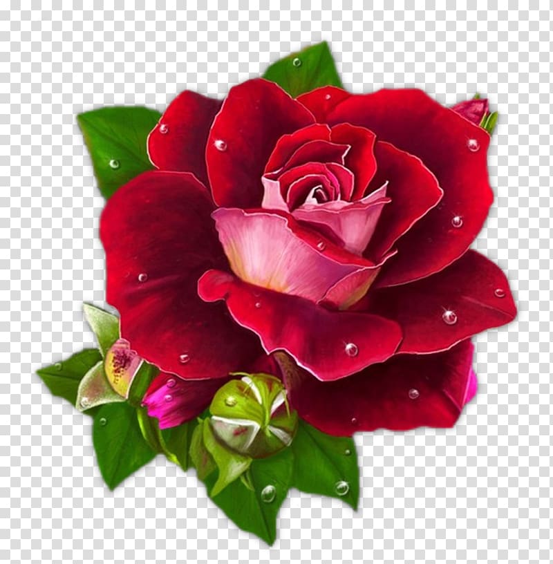 Rose Graphic Design Morning Burgundy Flowers Transparent Background Png Clipart Hiclipart,Diy T Shirt Design Ideas Pinterest