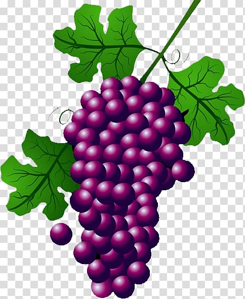 Wine Common Grape Vine Concord grape , grape transparent background PNG clipart
