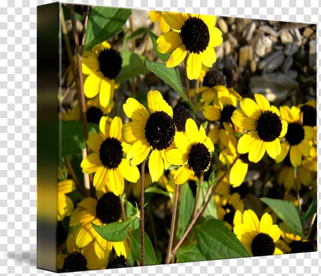 Sunflower seed sunflower m Sunflowers Wildflower, Susan B Sirkis transparent background PNG clipart