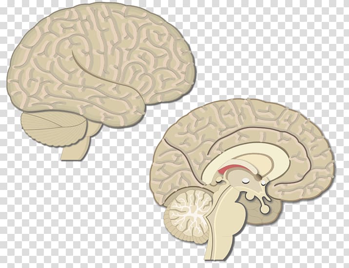Brain Premotor cortex Primary motor cortex Visual cortex Cerebral cortex, Brain transparent background PNG clipart