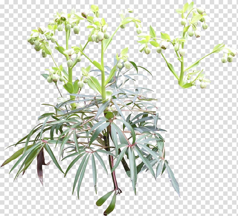 Art Hellebore Plant stem Subshrub, Helleboreae transparent background PNG clipart