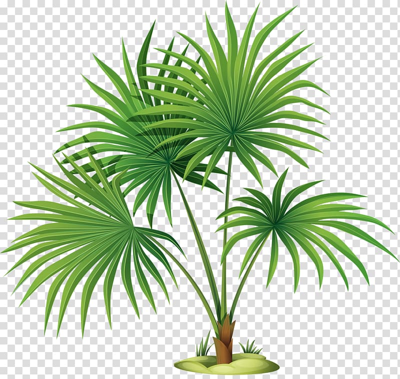 Mexican fan palm Palm trees graphics Illustration, adelaida transparent background PNG clipart