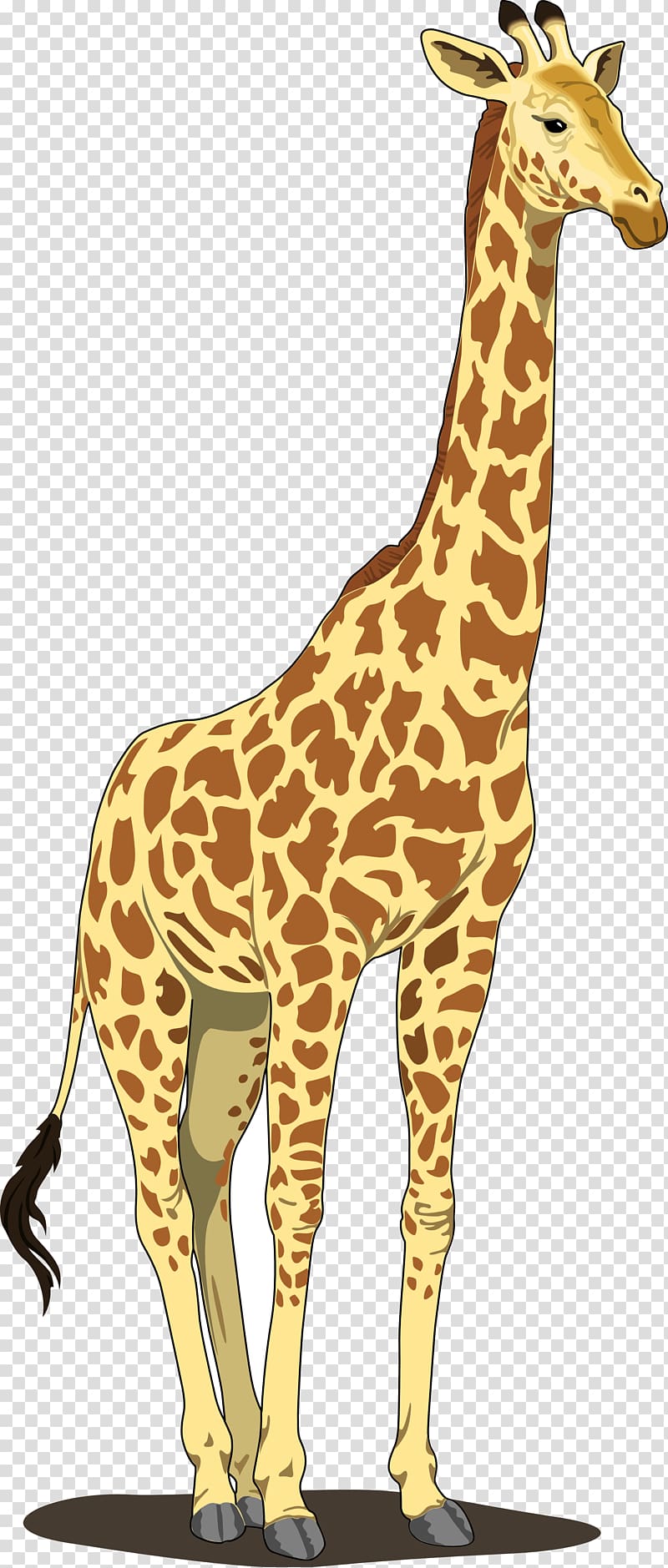 Giraffe Blog , Giraffe transparent background PNG clipart