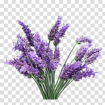 English lavender Lavender oil Plant Lavandula latifolia French lavender, plant transparent background PNG clipart