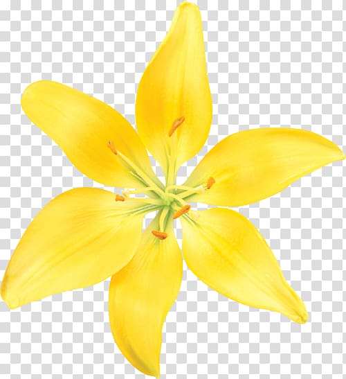 Lilium Cut flowers Petal, flower transparent background PNG clipart