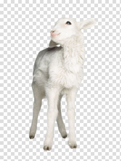 Sheep Goat Lamb Nutsdier Animal, lamb transparent background PNG clipart