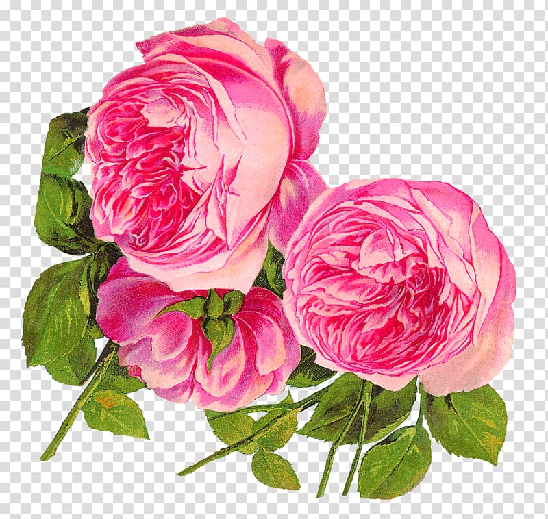 Centifolia roses Rosa gallica Flower Pink Garden roses, pink rose transparent background PNG clipart
