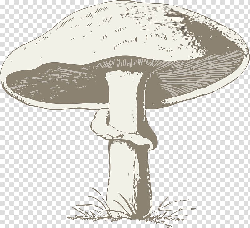 Common mushroom Morchella , Grey mushroom transparent background PNG clipart