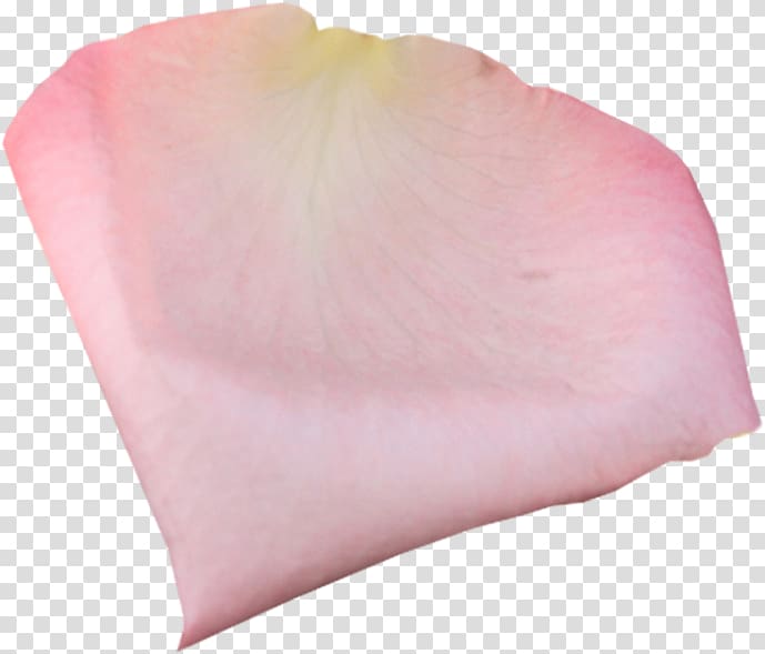 Petal Pink Garden roses Portable Network Graphics, лепестки роз transparent background PNG clipart