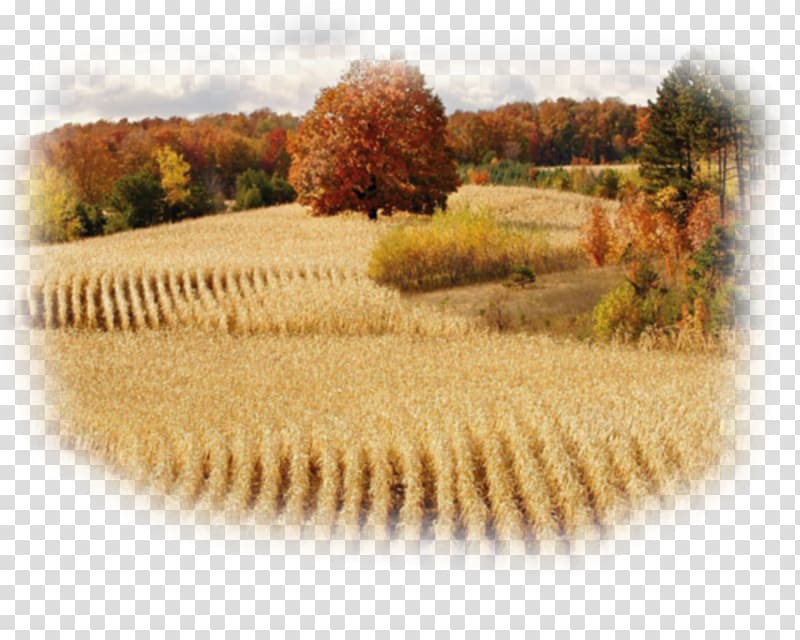 Thirteen Colonies Michigan Farm Agriculture, wheat field transparent background PNG clipart